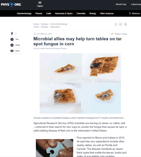 Microbial Allies May Help Turn Tables on Tar Spot Fungus in Corn